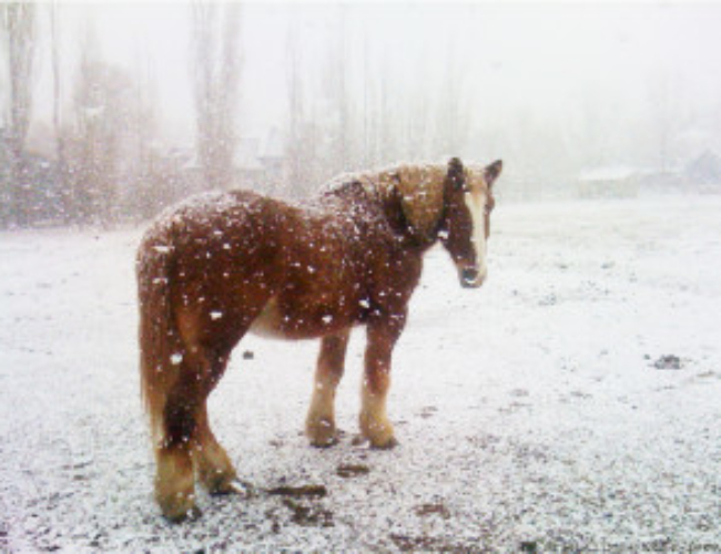 Photo Snowfall and work horse : by Thalo Porter Tempest  copyright 2018